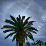 Looking up at the head of a palm tree silhouetted against the sky, blue with a thin layer of clouds. A bright white ring, tinged slightly reddish on the inner edge, fills the frame, off-center from the three, the lower left quadrant roughly aligned with the ends of the fronds.