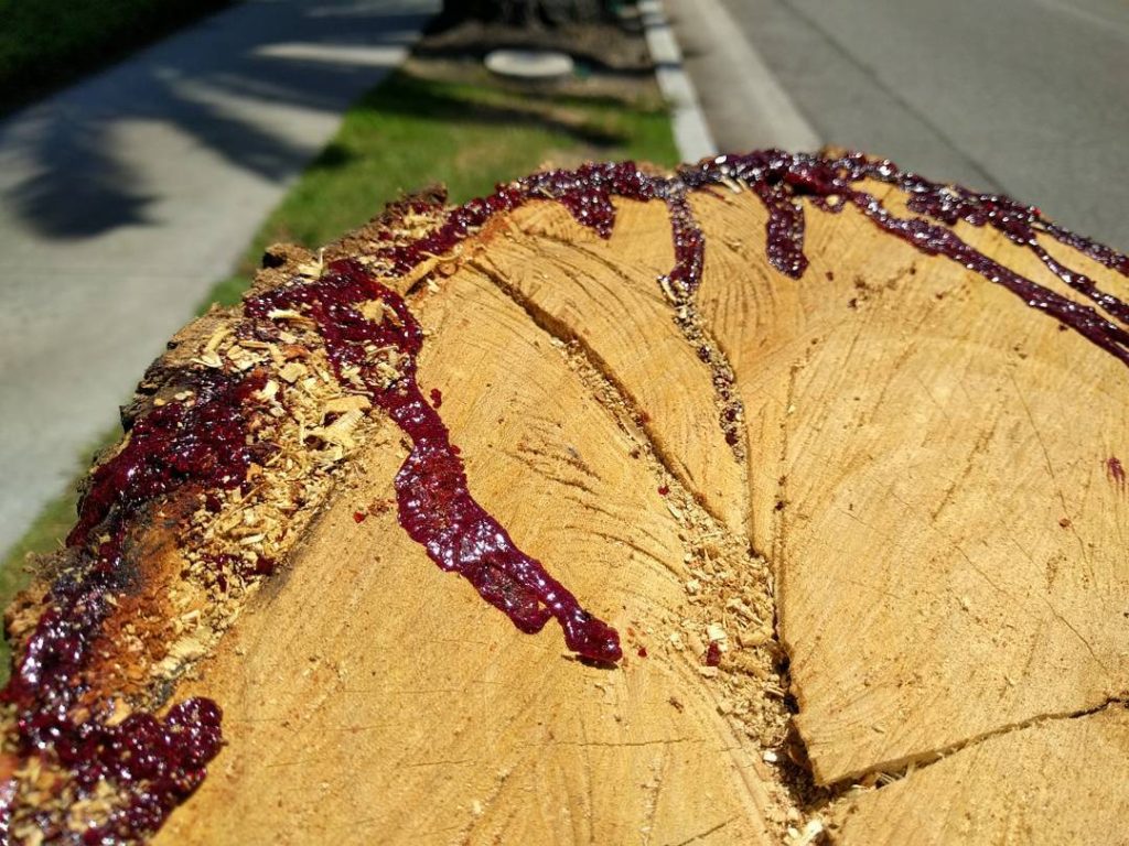 Bleeding tree stump