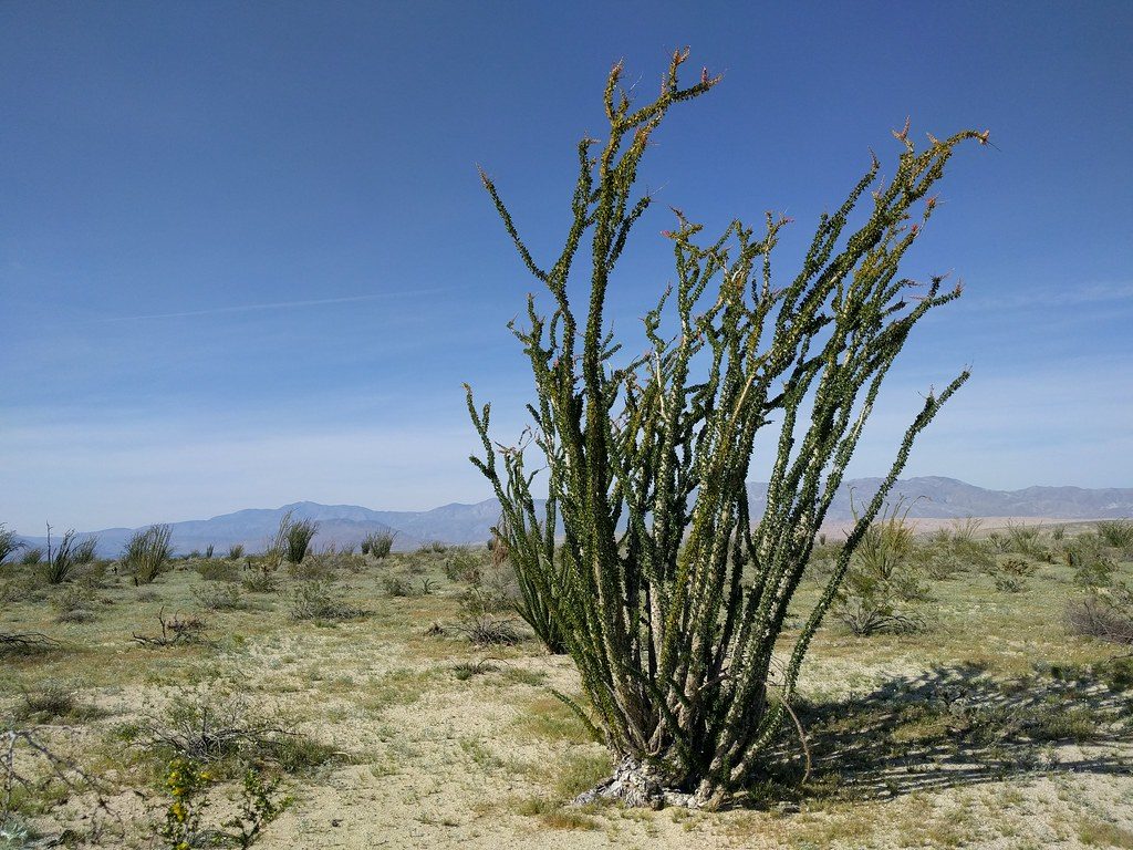 An ocotillo plant looking like a cluster of pipe cleaners, and other scrub brush in the desert.