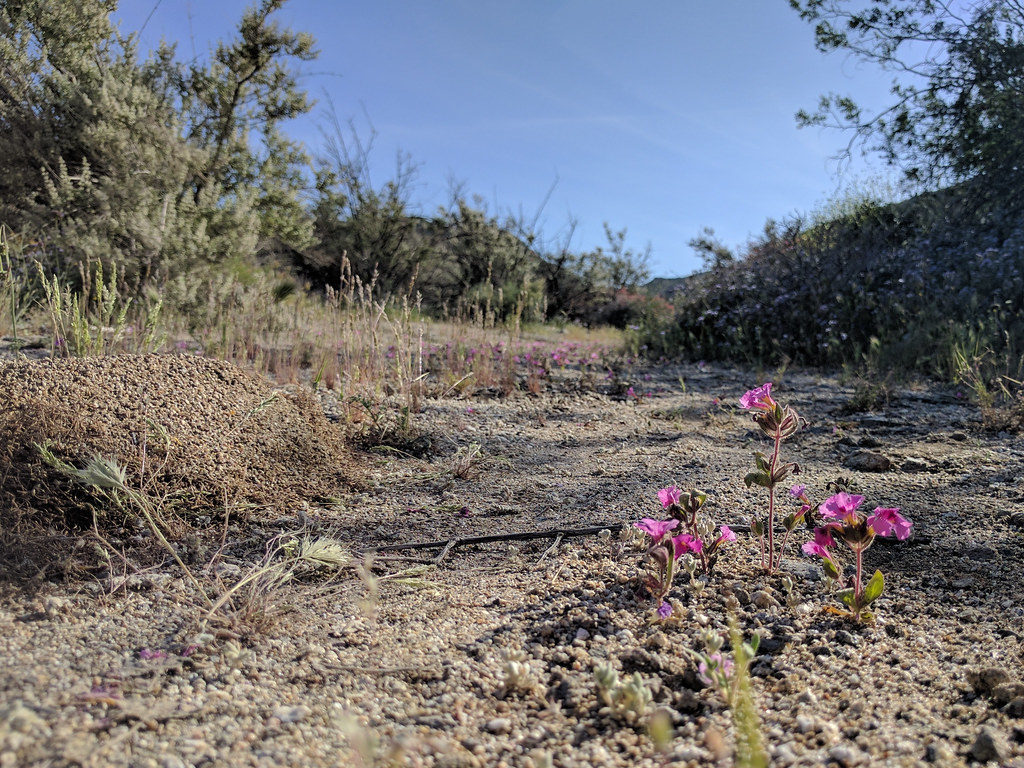 Closeup of small pink flowers in a dirt road, with low bushes to either side.