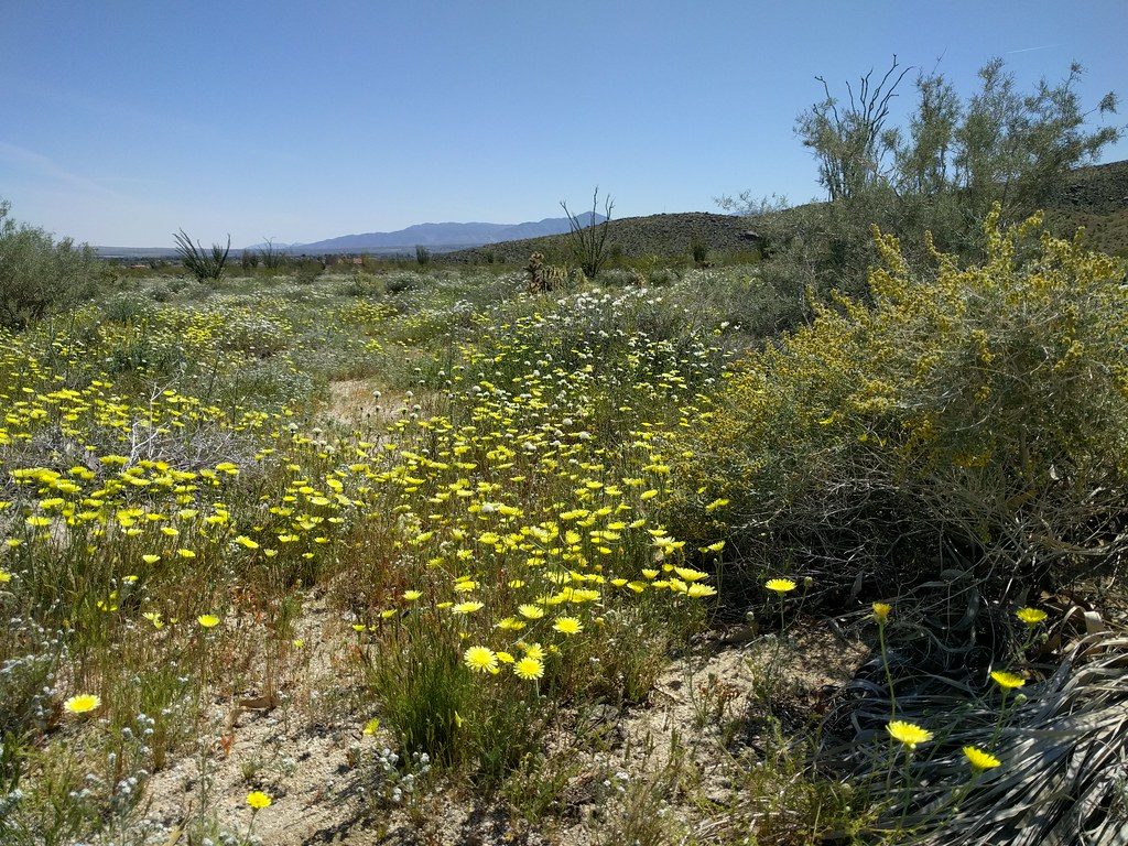 Lots of pale yellow flowers and small scrub brush.
