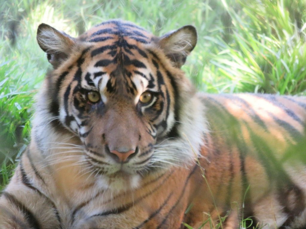 Tiger staring through a chain link fence