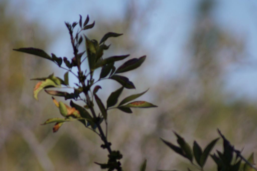 Blurry leaves on a twig in front of an even blurrier background.
