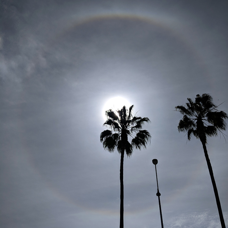 Bright circle around the sun, silhouetted against a palm tree.