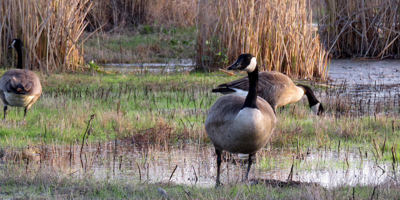 Indignant geese.