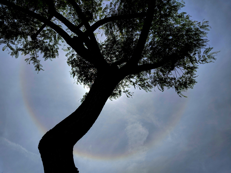 A circular halo of light around the sun, with a silhouetted jacaranda tree.