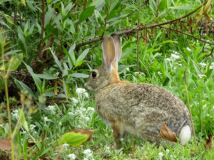 A rabbit in front of a bush and.