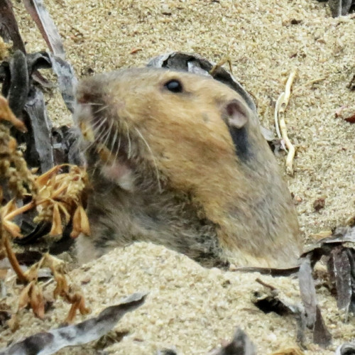 Close-up of a light-brown gopher's head, sticking up out of a hole in light-brown sandy ground with a few twigs and dried leaves around it.