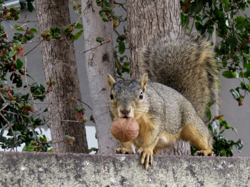 A squirrel stands still on top of a wall, a walnut clutched in its mouth, staring at the camera hoping I'll go away.