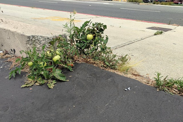 Feral tomato plant growing out of a crack in a driveway.