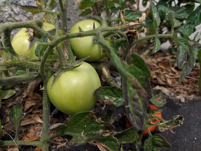 Green tomatoes on the vine.