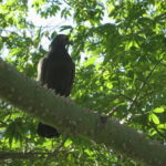 Black pigeon sitting on a spiky tree branch surrounded by leaves, looking sideways.