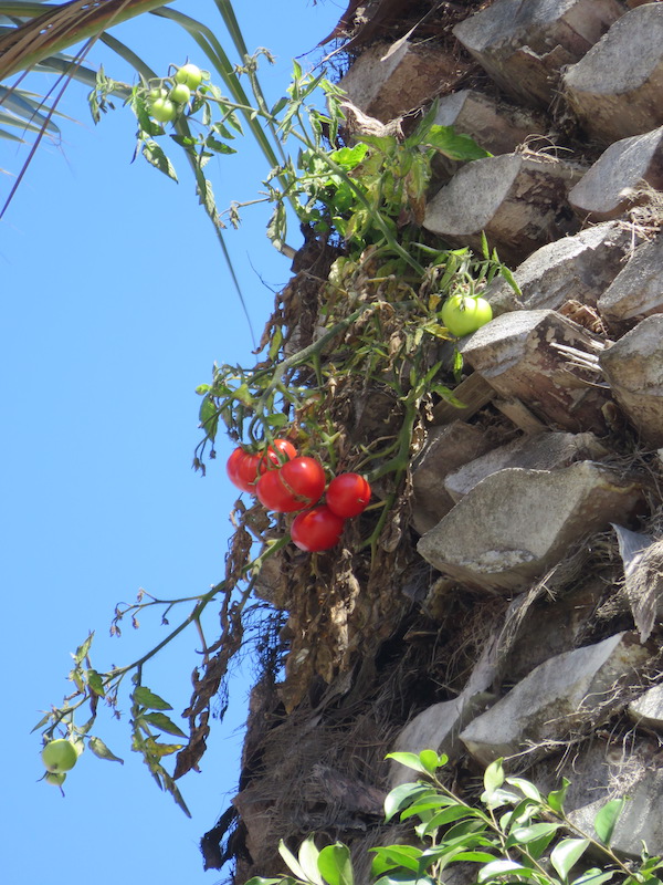 Tomato plant with a mix of red and green tomatoes, growing out of the side of a palm tree.