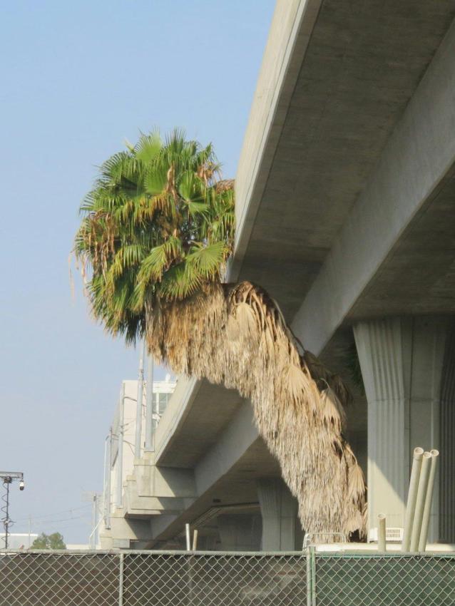 A palm tree growing along the column supporting a bridge...and then diagonally sideways until it gets out from under the bridge entirely.