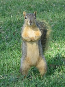 Squirrel on its hind legs, front paws together looking like it's pleading for something.