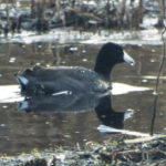 A gray and black waterfowl similar to a duck.
