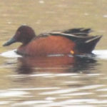 A duck with a long black bill, red-brown body and brown head.