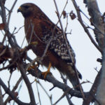 A reddish-brown hawk in a tree.
