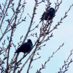 Two small black birds in a tree.