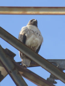 A hawk with light gray feathers perched on a metal bar.