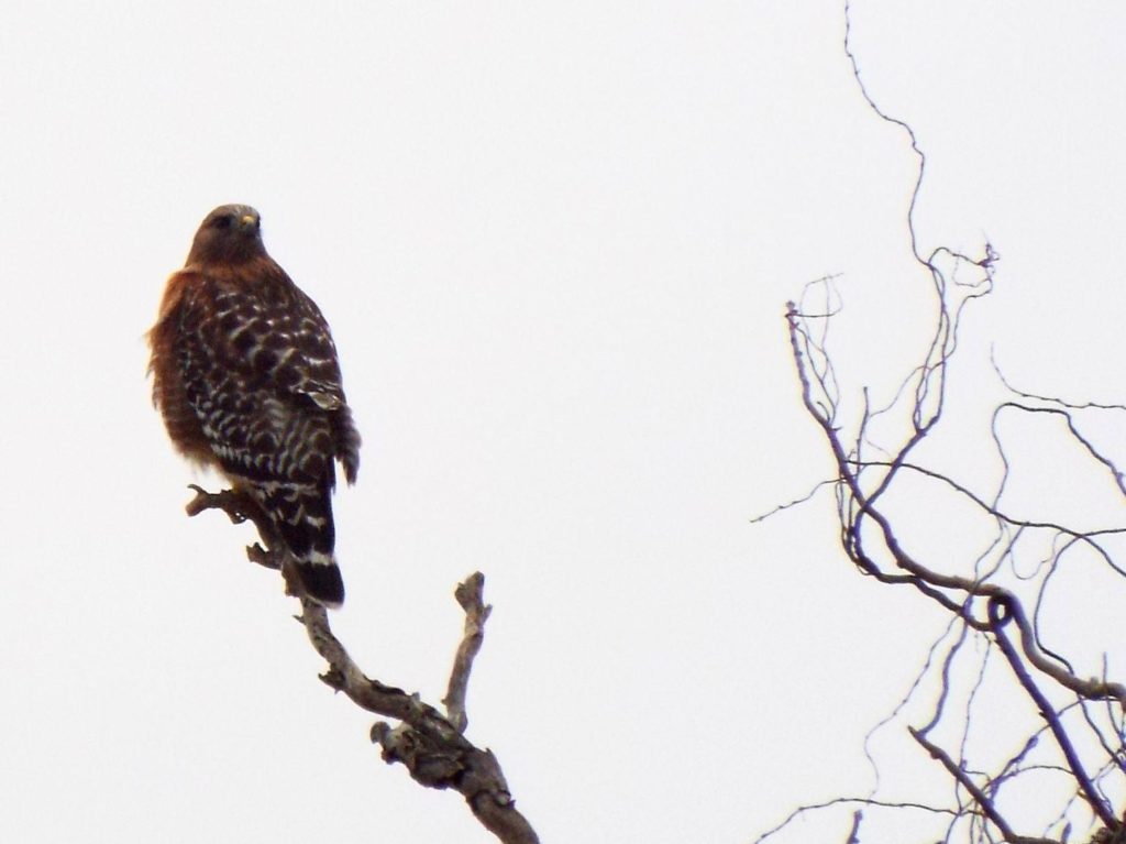 A brown hawk perched on the end of a long, bare branch, a few twisted branches nearby, but mostly empty gray sky.