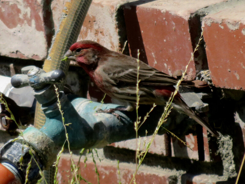 Red and gray bird perched on a faucet.