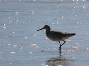 Long-beaked shorebird standing in the very shallow water.
