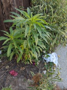 Weeds by the edge of the sidewalk and a discarded face mask.