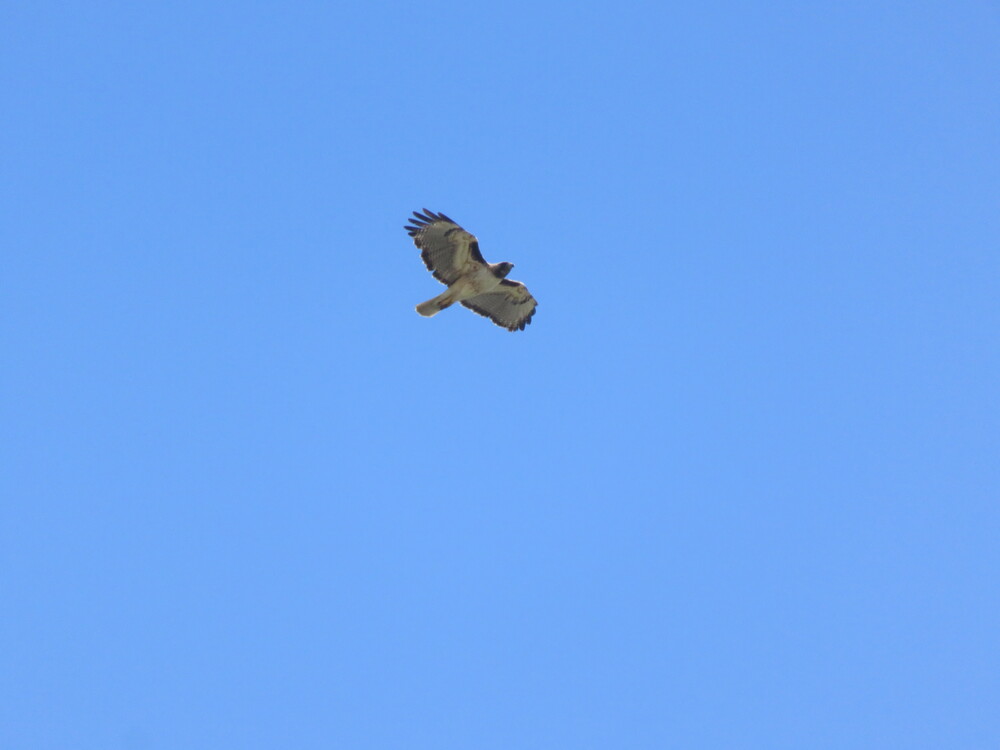 A hawk soaring in the distance against an empty blue sky.