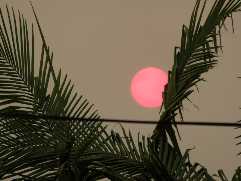 A deep orange sun against a brownish gray sky, palm fronds and power lines in the foreground.