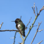 A tiny green-white-and-back hummingbird perched on a twig, blue sky and other twigs in the background.