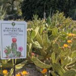 Cactus and a sign saying 'PHYSICAL DISTANCING should also be practiced from this cactus. (Ouch!)'