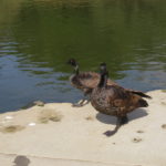 Two geese with long necks, brown bodies, black legs and feet and head, and brown patches on the sides of their heads in the pattern of Canada Geese, standing next to a pond.