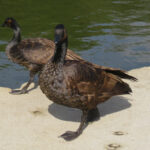 Two geese with long necks, brown bodies, black legs and feet and head, and brown patches on the sides of their heads in the pattern of Canada Geese, standing next to a pond.