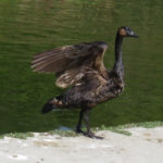 A goose with long neck, brown body, black legs and feet and head, and brown patches on the sides of its head in the pattern of Canada Geese, standing next to a pond with its wings partly open. It's just landed.