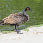 A goose with long neck, brown body, black legs and feet and head, and brown patches on the sides of its head in the pattern of Canada Geese, standing next to a pond.
