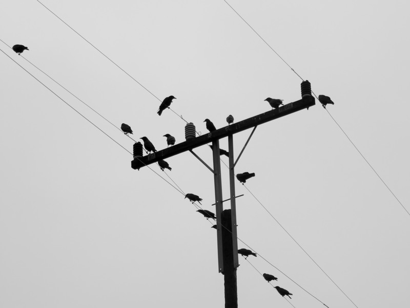 A telephone pole with at least 15 crows perched on the cross piece and wires, seen from below with the wires and crosspiece forming diagonals.
