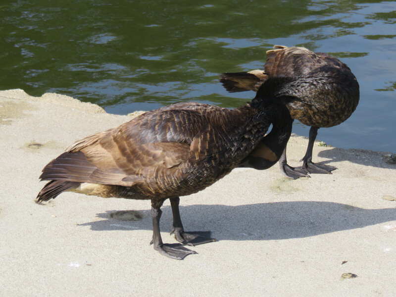 Two geese standing near a pond, grooming themselves, their necks at weird angles and lined up so it looks like they're one long...something.