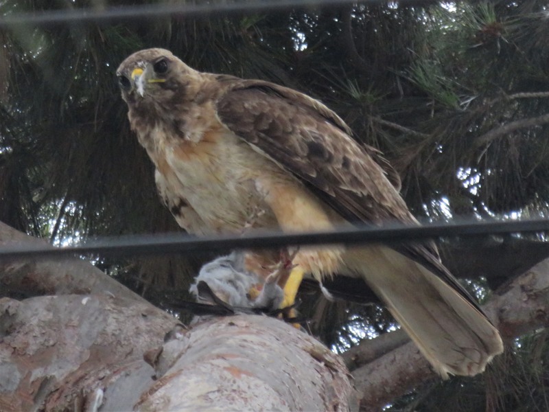 A hawk with light brown underside and darker brown wings, perched on a thick tree limb with branches and pine needles behind it, looking up from its meal in the direction of the camera. Two cables run across the frame, not quite blocking the view.