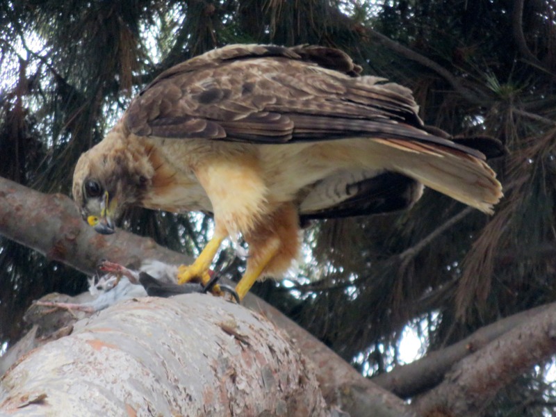 A hawk with light brown underside and darker brown wings, perched on a thick tree limb with branches and pine needles behind it, holding the remains of a smaller (dead) bird to the trunk with its claws, leaning over with its hooked beak.