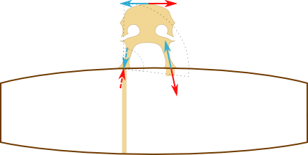 Diagram of the bridge, sound post and body of a violin, showing how the side-to-side motion at the top of the bridge (where the strings pass over it) are transmitted to vertical movements on the body of the violin via rotating around the point where the sound post and one of the bridge supports meet on opposite sides of the top plate of the violin body.