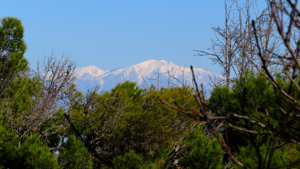 Snow-covered mountains in the distance, with blue sky above and green pine trees in the foreground.