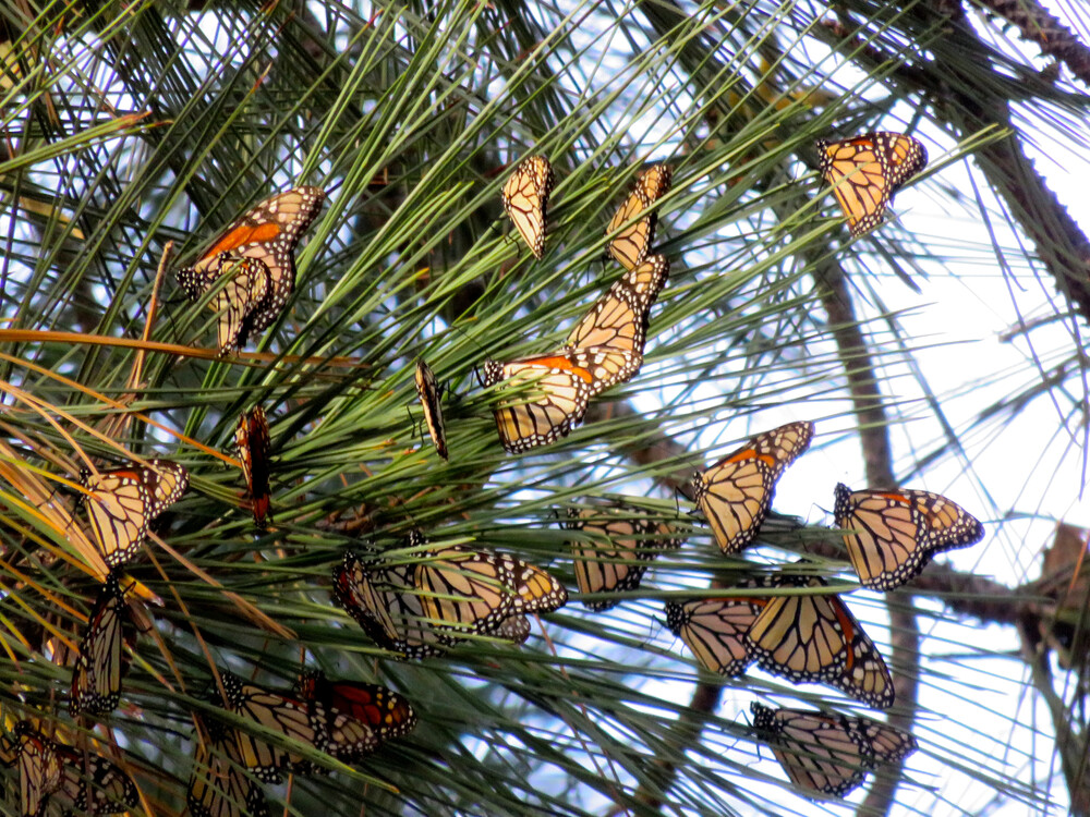 A lot of orange-and black butterflies on a pine branch, most of their wings closed.