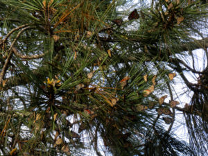 A lot of orange-and black butterflies on a pine branch, most of their wings closed.
