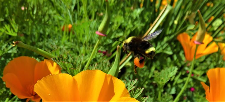 A yellow-faced bumblebee above an orange poppy, a clump of orange pollen stuck to its legs.