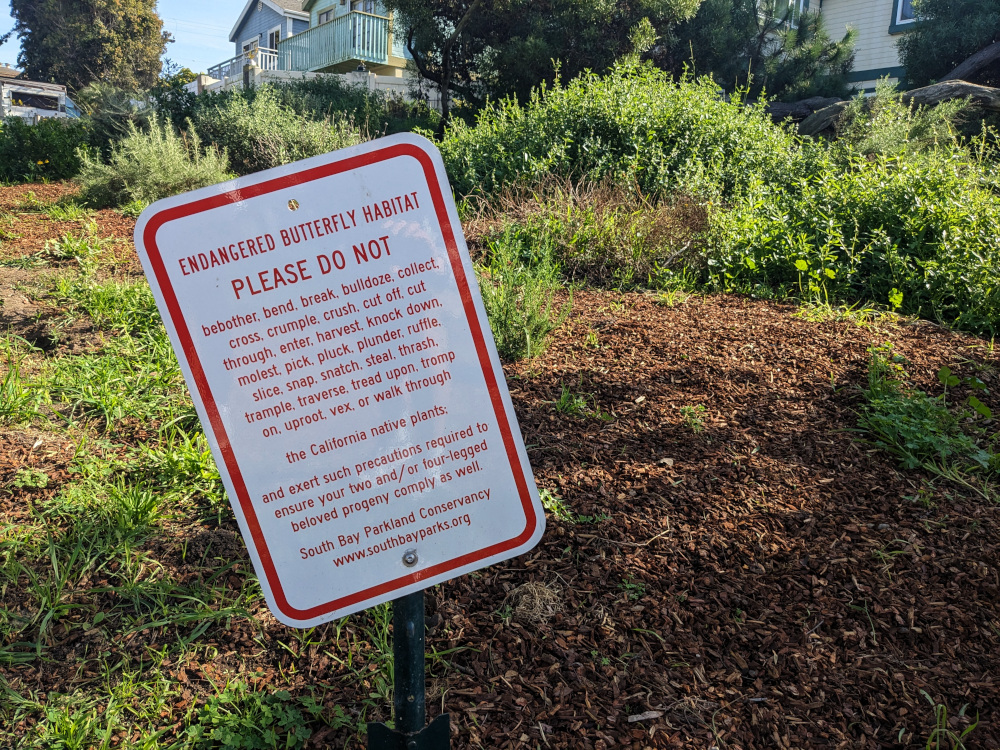 Sign in front of some scraggly bushes: Endangered butterfly Habitat. Please do not bebother, bend, break, bulldose, collect, cross, crumple, crush, cut off, cut through, enter, harvest, knock down, molest, pick, pluck, plunder, ruffle, slice, snap, snatch, steal, thrash, trample, traverse, tread upon, tromp on, uproot, vex or walk through the California native plands: and exert such precautions required to ensure your two and/or four-legged beloved progeny comply as well. -- South Bay Parkland Conservancy www.southbayparks.org