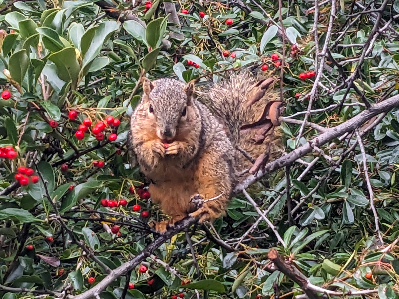 A yellow-brownish squirrel with a bushy tail, perched in a bosh with small red berries, holding one in its front paws and eating it.