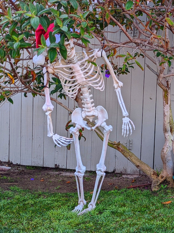 A skeleton decoration propped up in front of a fence and tree with a Santa hat on its skull.
