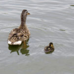 Two ducklings with mottled brown feathers swim, following their mother, who has similar coloring. A third is off to the side, not far from where a turtle's head is poking out of the water.