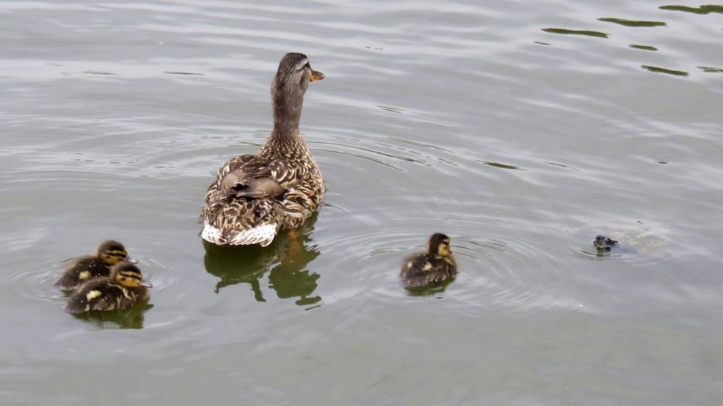 Two ducklings with mottled brown feathers swim, following their mother, who has similar coloring. A third is off to the side, not far from where a turtle's head is poking out of the water.